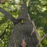 Dwonload Squirrel Cell Phone Game